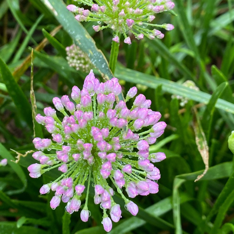 plant image 1511962