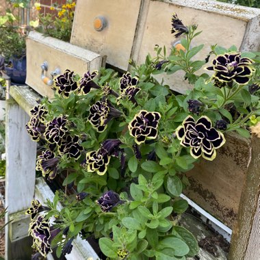 Petunia 'Midnight Gold'