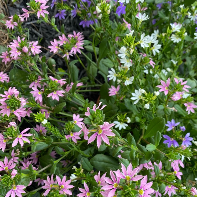 Plant image Scaevola aemula