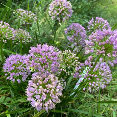 Allium