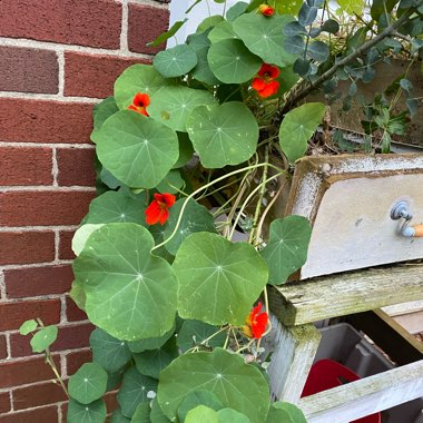 Tropaeolum majus