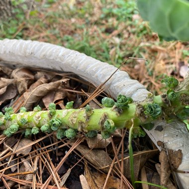 Brassica oleracea (Gemmifera Group)