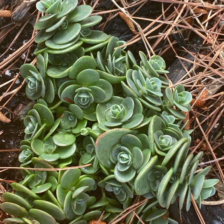 Plant image Hylotelephium Sunsparkler Lime Zinger