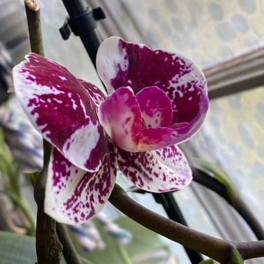 Phalaenopsis