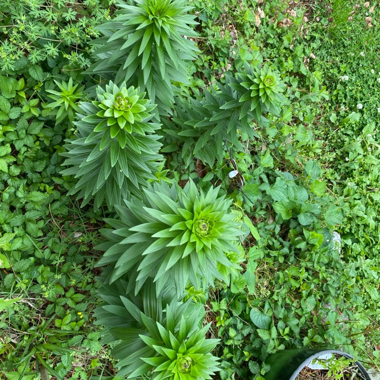 Plant image Lilium 'Tiny Rocket'