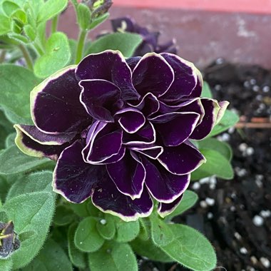 Petunia 'Midnight Gold'