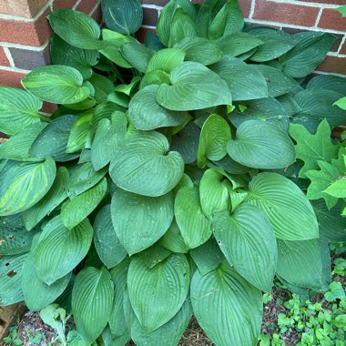 Hosta