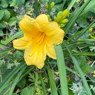 Hemerocallis