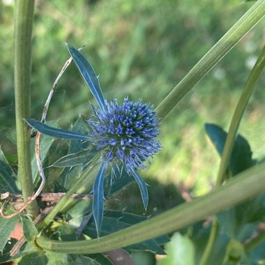 Eryngium