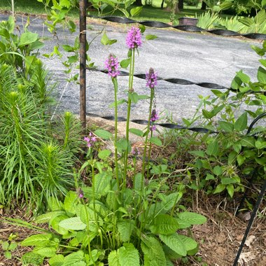 Stachys macrantha