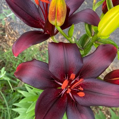 Lilium (Asiatic)