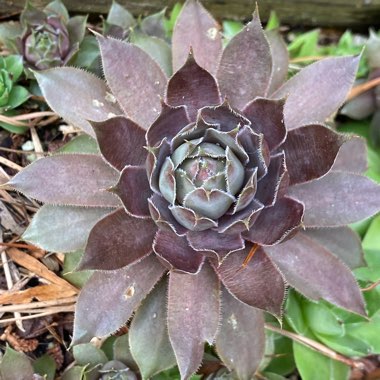 Sempervivum