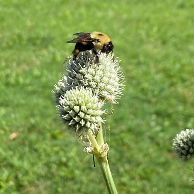 Eryngium yuccifolium