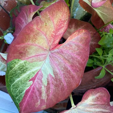 Caladium