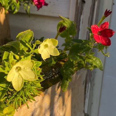 Nicotiana