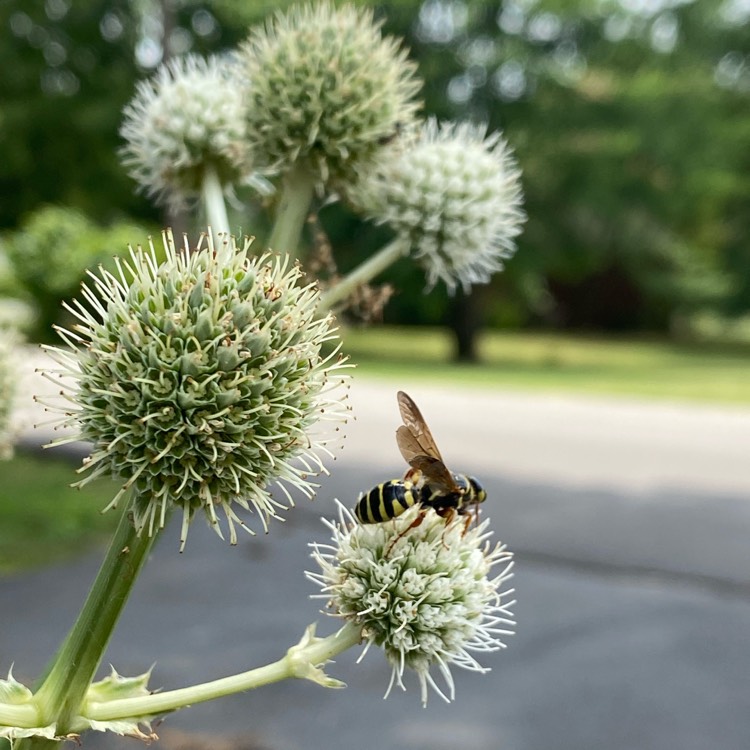 plant image 1604040