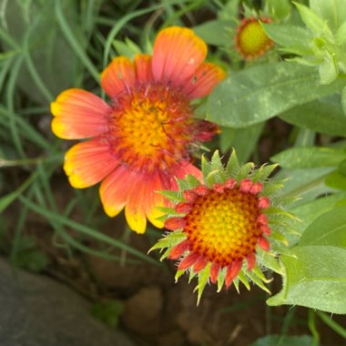 Gaillardia