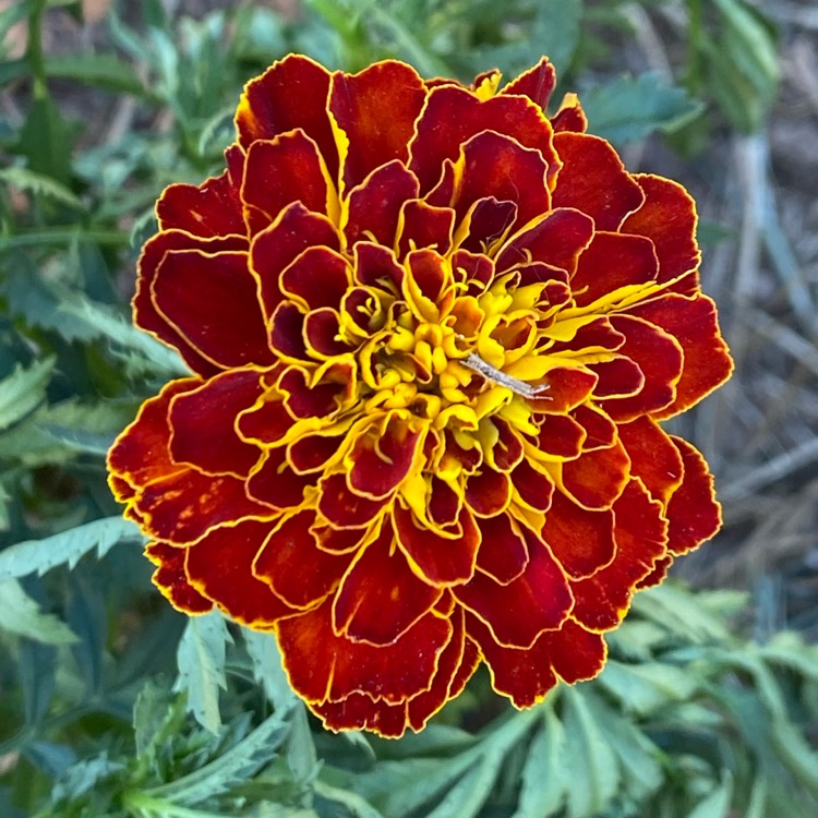 plant image 1604507