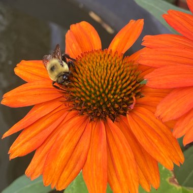 Echinacea