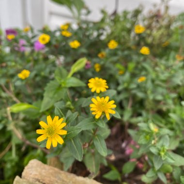 Sanvitalia procumbens