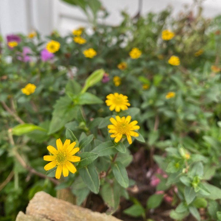 Plant image Sanvitalia procumbens