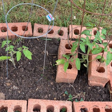 Solanum lycopersicum  syn. Lycopersicon lycopersicum