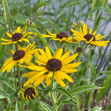 Rudbeckia 'Horrid'