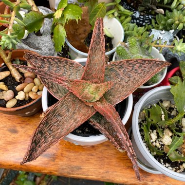 Aloe 'Franco' syn Aloe 'Lime Fizz'