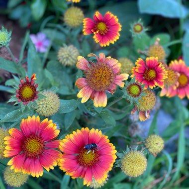 Gaillardia