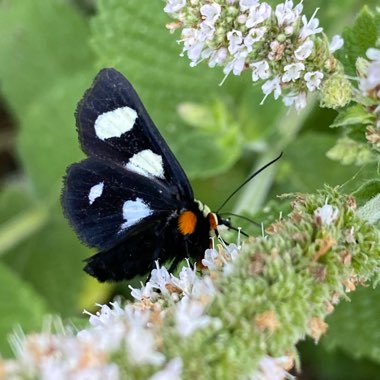 Mentha suaveolens