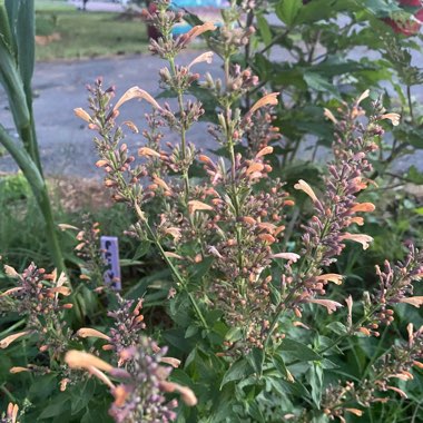 Agastache