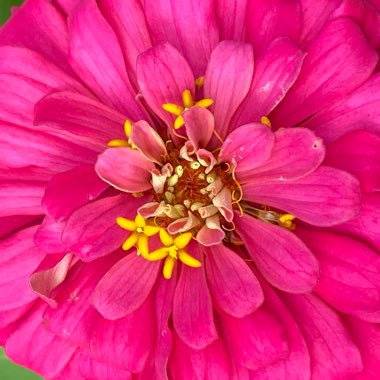 Zinnia elegans