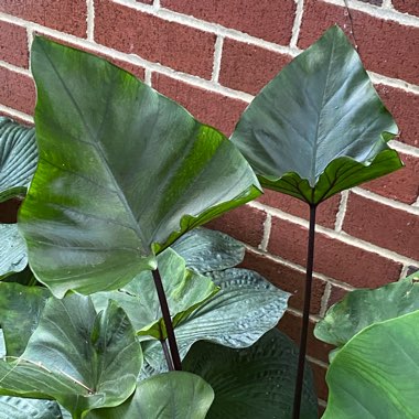 Colocasia esculenta 'Tea Cup' syn. Colocasia esculenta 'Coffee Cups'