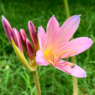 Lycoris squamigera