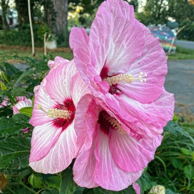 Hibiscus