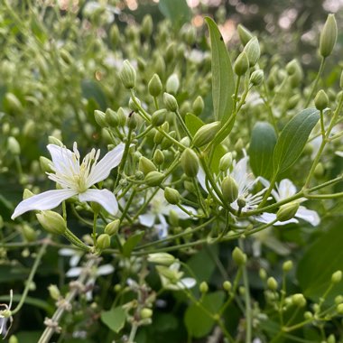 Clematis 'Terniflora'