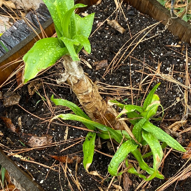 Plant image Crinum