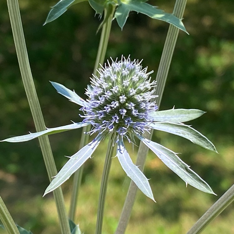 plant image 1670120