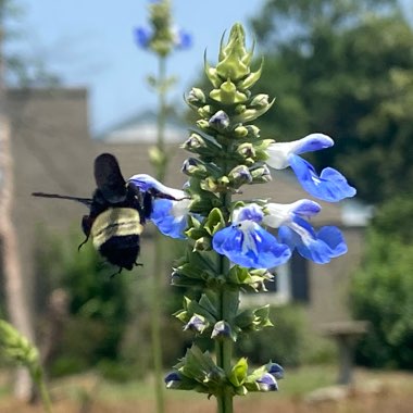 Salvia uliginosa