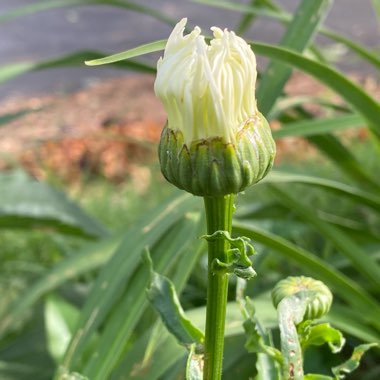 Leucanthemum