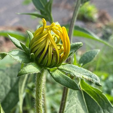 Rudbeckia