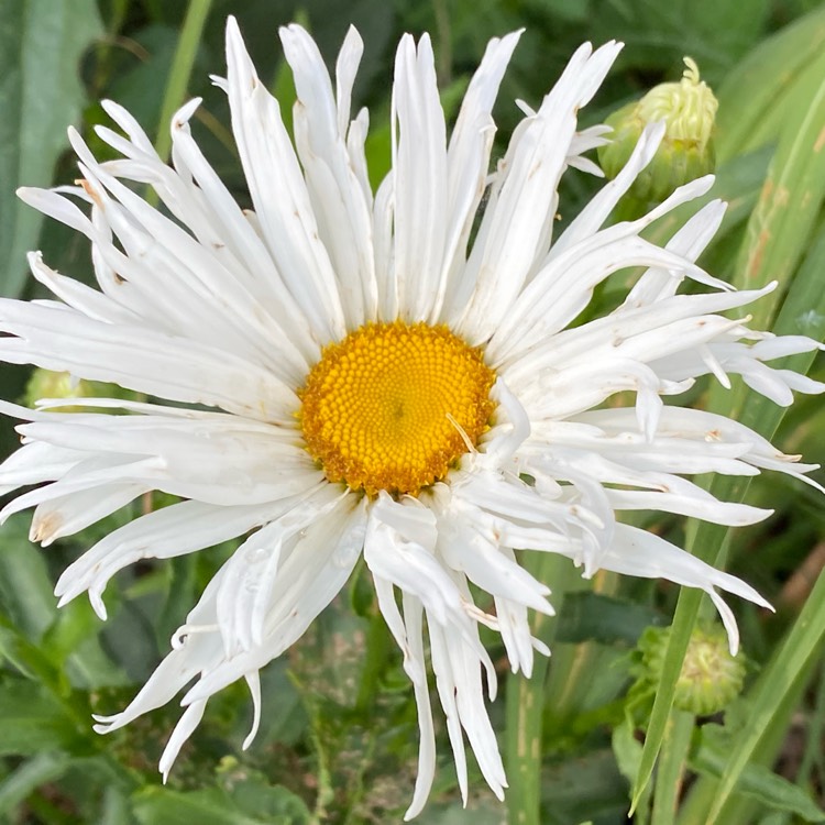 plant image 1674019