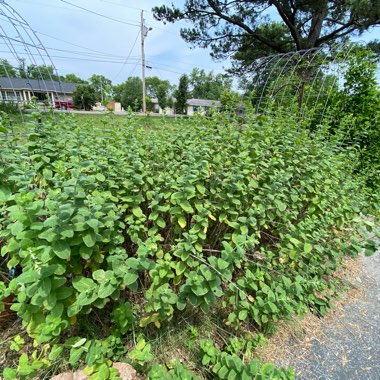 Mentha suaveolens