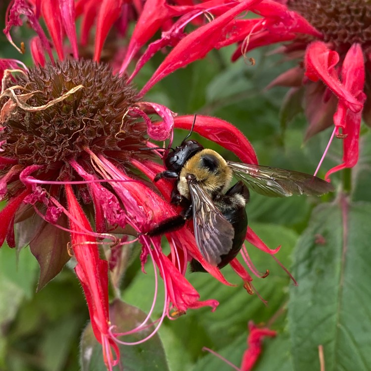 Plant image Monarda 'Cambridge Scarlet'