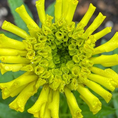 Tagetes erecta