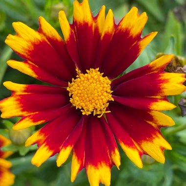 Coreopsis grandiflora 'Golden Joy'