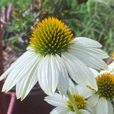 Echinacea