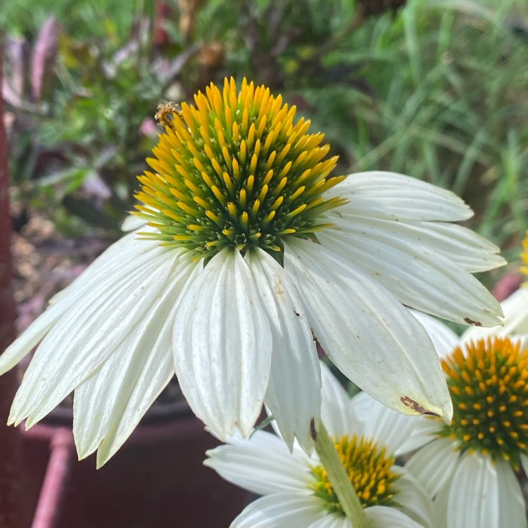 plant image 1678340