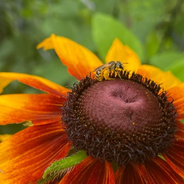 Rudbeckia