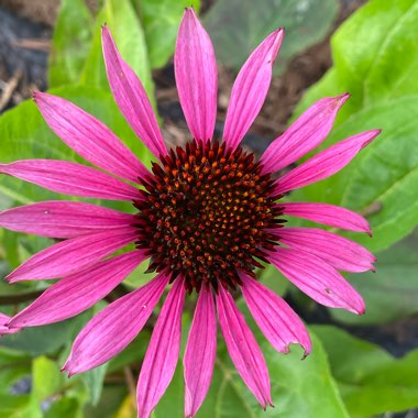 Echinacea